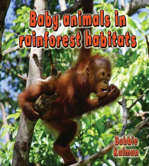 Book cover of Baby Animals In Rainforest Habitats (Habitats of Baby Animals)
