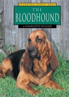 Book cover of The Bloodhound (Learning About Dogs)