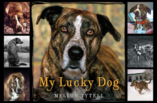 Book cover of My Lucky Dog