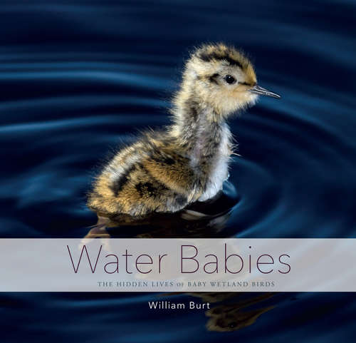 Book cover of Water Babies