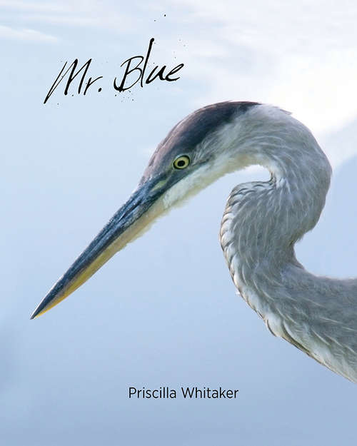 Book cover of Mr. Blue