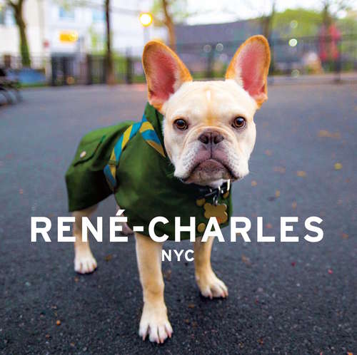 Rene-Charles: Little Bulldog in the Big City