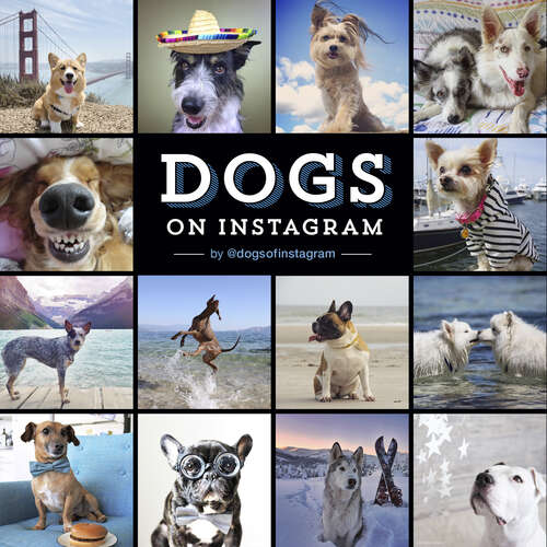 Book cover of Dogs on Instagram