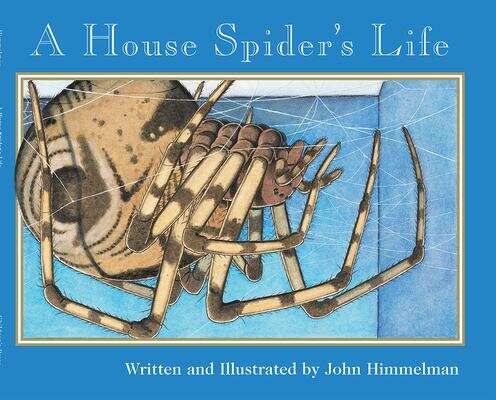 Book cover of A House Spider's Life (Nature Up-close Series)