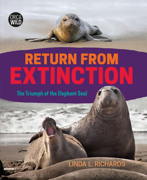 Book cover of Return from Extinction: The Triumph of the Elephant Seal (Orca Wild #5)
