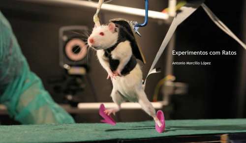 Book cover of Experimentos com Ratos