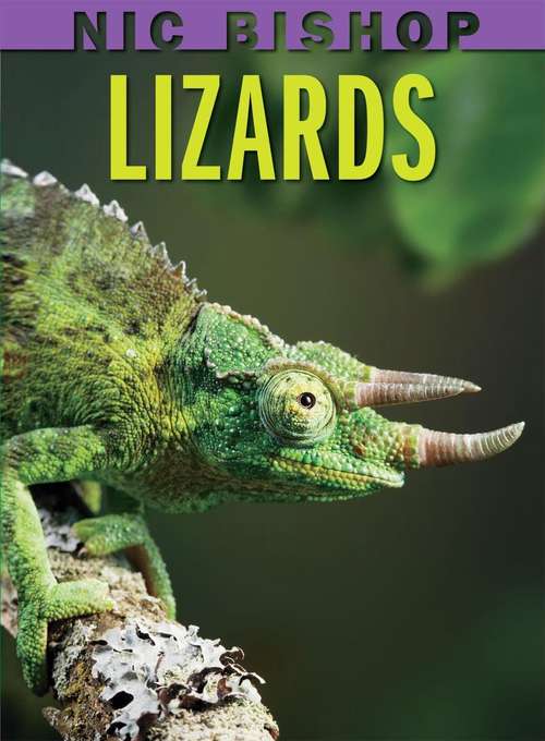 Book cover of Lizards