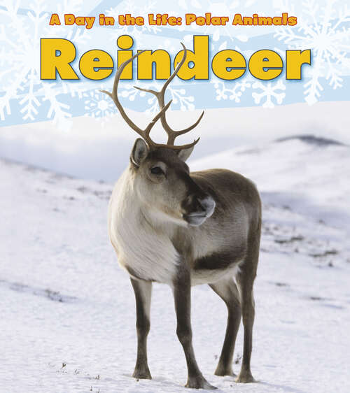 Book cover of Reindeer