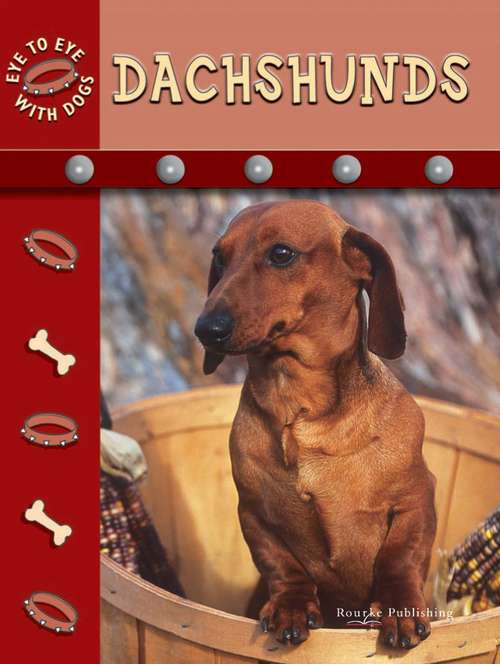 Book cover of Dachshunds (Eye to Eye with Dogs)