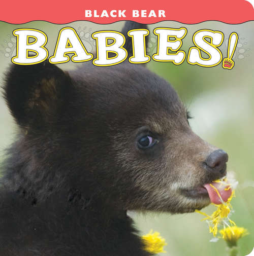 Book cover of Black Bear Babies!