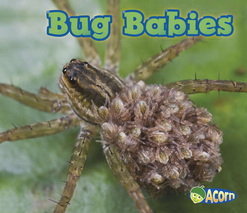 Book cover of Bug Babies (Animal Babies Ser.)