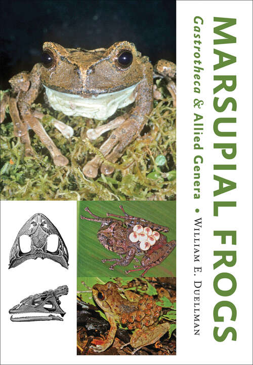Book cover of Marsupial Frogs: Gastrotheca and Allied Genera