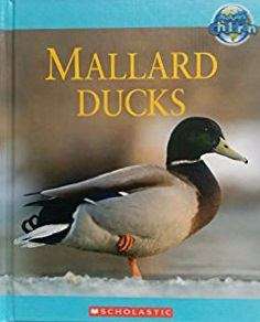 Mallard Ducks (Nature's Children)