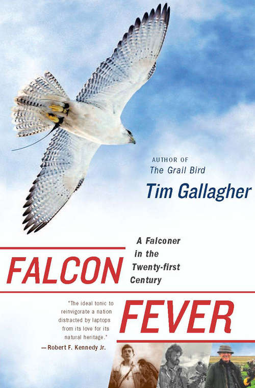 Book cover of Falcon Fever