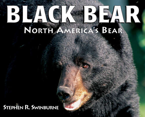 Book cover of Black Bear: North America's Bear