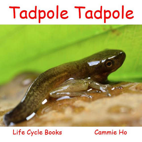 Book cover of Tadpole Tadpole