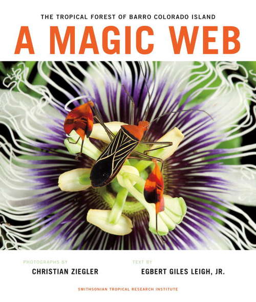 Book cover of A Magic Web
