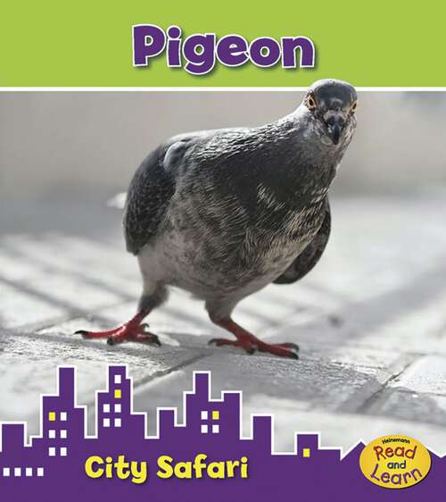 Book cover of Pigeon: City Safari (City Safari Ser.)