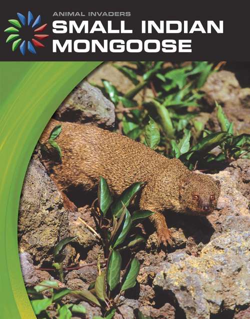 Book cover of Small Indian Mongoose (Animal Invaders)