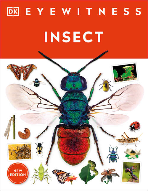 Book cover of Eyewitness Insect (DK Eyewitness)