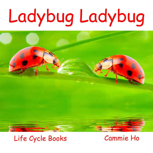 Book cover of Ladybug Ladybug