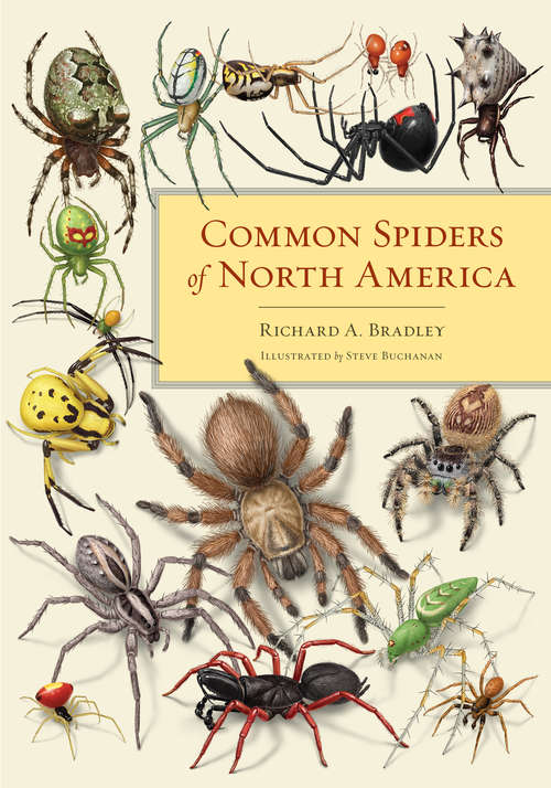 Book cover of Common Spiders of North America