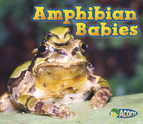 Book cover of Amphibian Babies (Animal Babies Ser.)