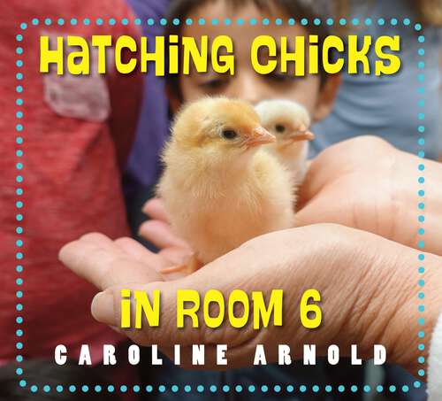 Book cover of Hatching Chicks in Room 6 (Life Cycles in Room 6)