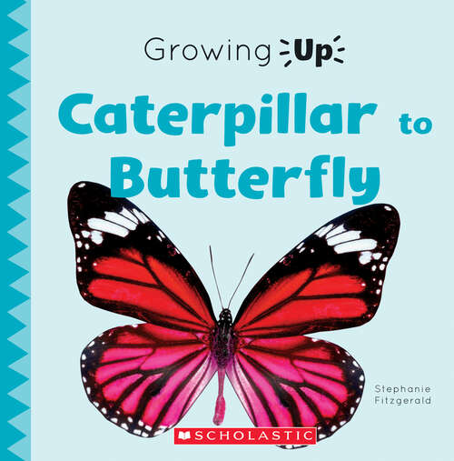 Book cover of Caterpillar to Butterfly (Growing Up)
