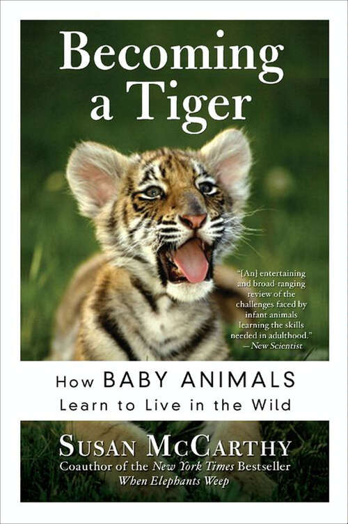 Book cover of Becoming a Tiger: How Baby Animals Learn to Live in the Wild