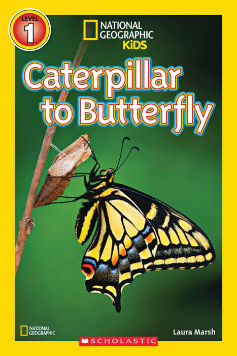 Book cover of Caterpillar to Butterfly (National Edition) (National Geographic Kids)