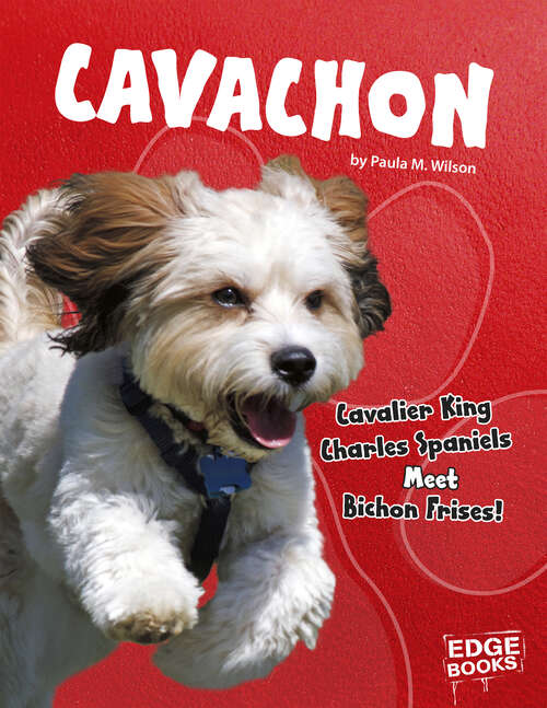 Cavachon