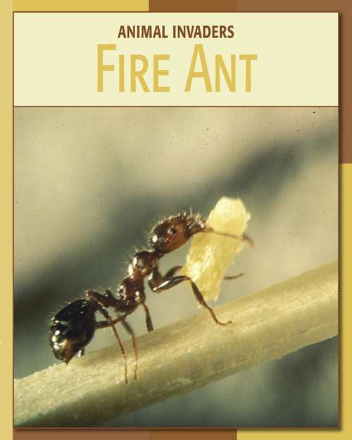 Book cover of Fire Ant (21st Century Skills Library: Animal Invaders)