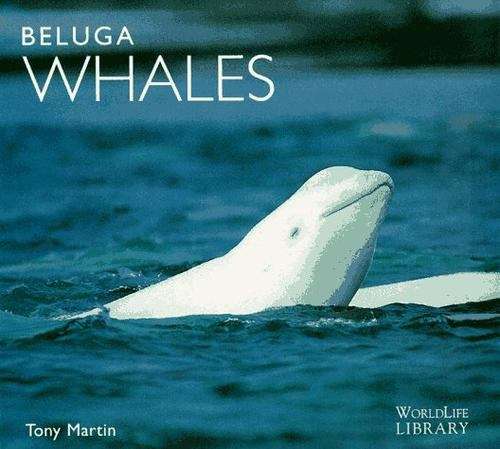 Book cover of Beluga Whales (Worldlife Library)