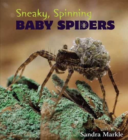 Sneaky, Spinning, Baby Spiders