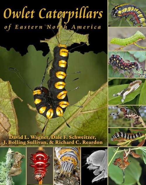 Owlet Caterpillars of Eastern North America