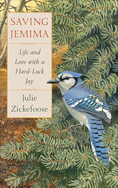 Book cover of Saving Jemima: Life and Love with a Hard-Luck Jay