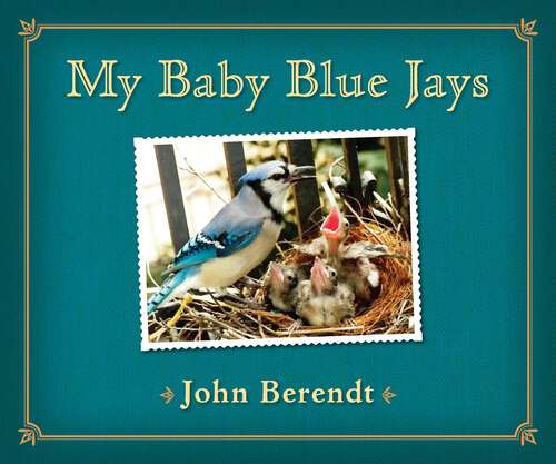 Book cover of My Baby Blue Jays