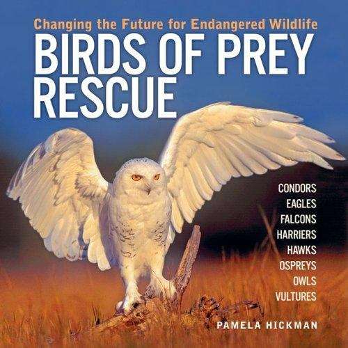 Book cover of Birds of Prey Rescue: Changing the Future for Endangered Wildlife