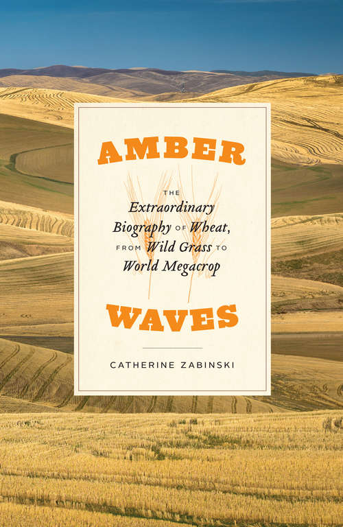 Book cover of Amber Waves: The Extraordinary Biography of Wheat, from Wild Grass to World Megacrop