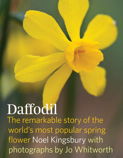 Book cover of Daffodil: The remarkable story of the world's most popular spring flower