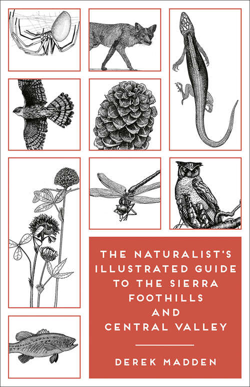 Book cover of The Naturalist's Illustrated Guide to the Sierra Foothills and Central Valley