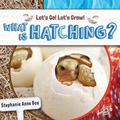Book cover of What Is Hatching? (Let’s Go! Let’s Grow!)