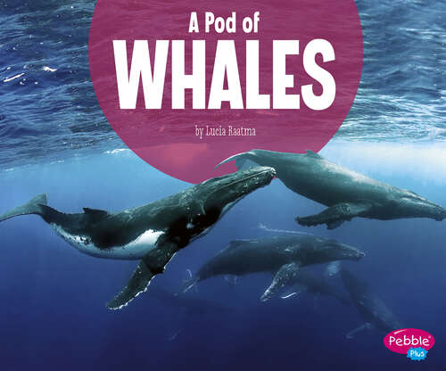 Book cover of A Pod of Whales (Animal Groups Ser.)