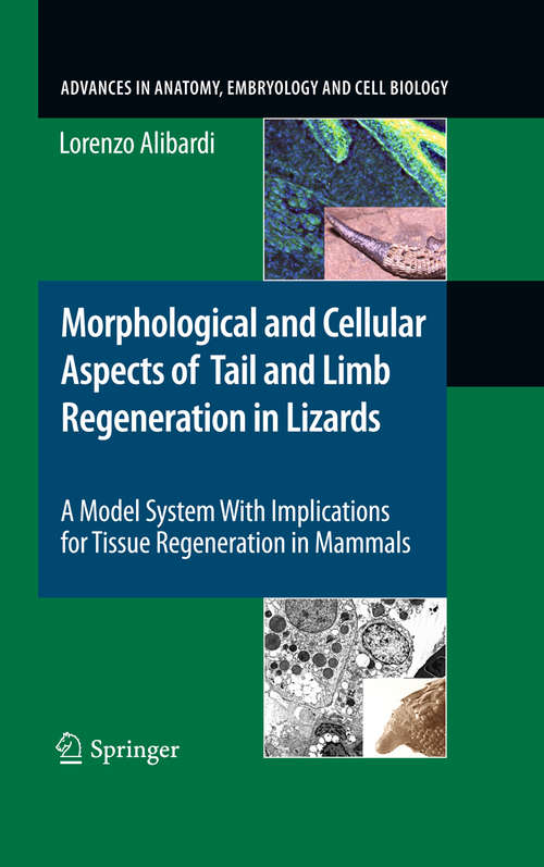 Book cover of Morphological and Cellular Aspects of Tail and Limb Regeneration in Lizards