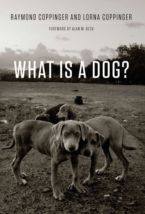 What Is a Dog?: Observations From The Wild