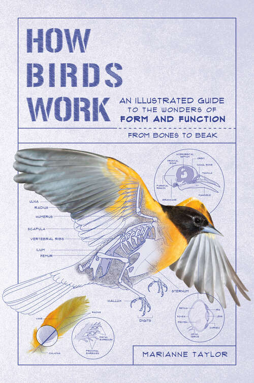 Book cover of How Birds Work: An Illustrated Guide To The Wonders Of Form And Function--from Bones To Beak (How Nature Works #0)