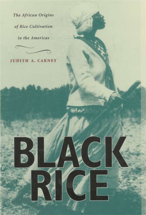 Book cover of Black Rice: The African Origins of Rice Cultivation in the Americas