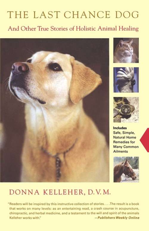 Book cover of The Last Chance Dog
