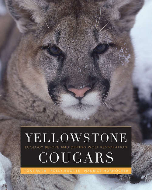 Yellowstone Cougars: Ecology before and during Wolf Restoration